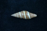 藏品(黑筆螺)的圖片